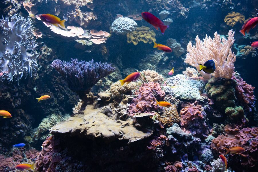 Can coral reefs turn a profit?